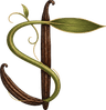 SOAFENO TRADING — Vanille Bourbon de Madagascar